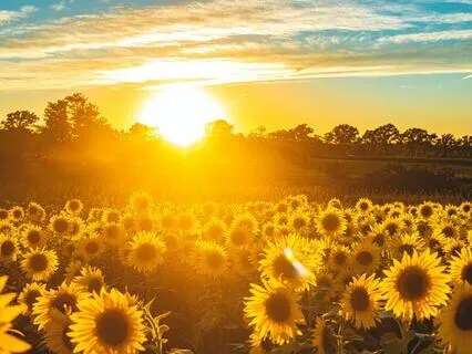 Cultivate Joy Meditation