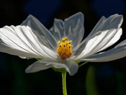 Cultivate Your Fertility & Celebrate Your Cycle!