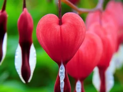 Cultivating A Compassionate Heart Meditation