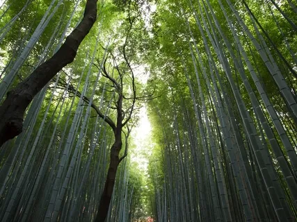 Cultivating A New Relationship With The Mind