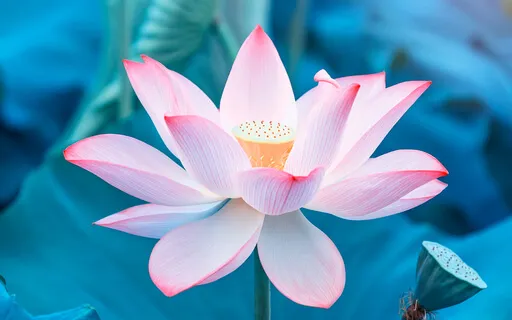 Cultivating A Peaceful Heart