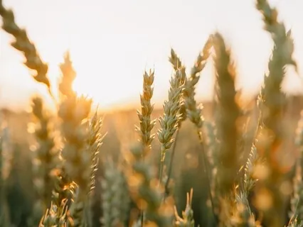 Cultivating Abundance - Weekly Energy Boost