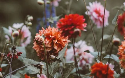 Cultivating Attention Meditation 