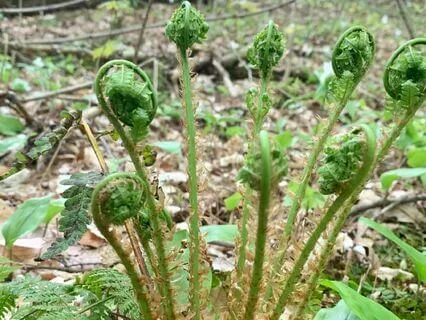 Cultivating Awareness - Breath Awareness Meditation