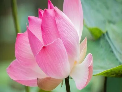 Cultivating Breath Awareness Day 3