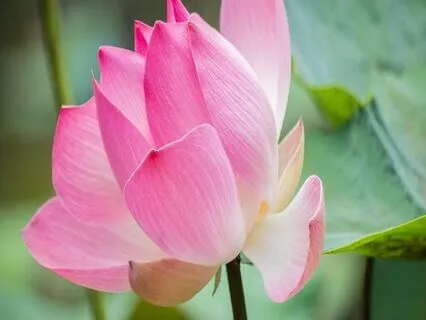 Cultivating Breath Awareness Day 4