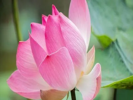 Cultivating Breath Awareness Day 5