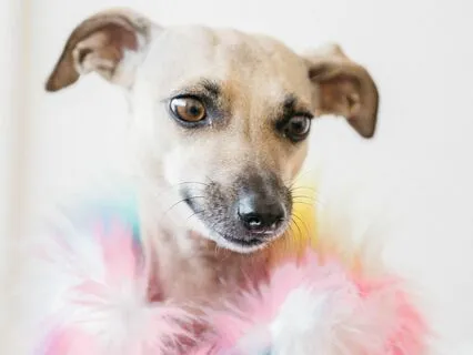 Cultivating Compassion