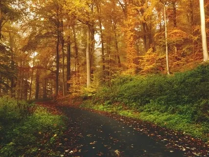 Cultivating Compassion