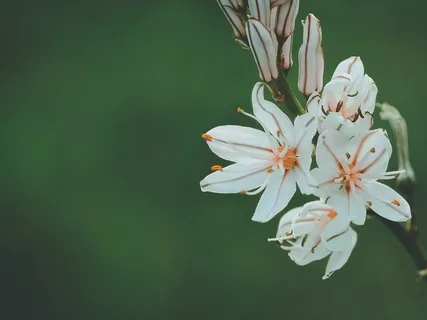 Cultivating Compassion 