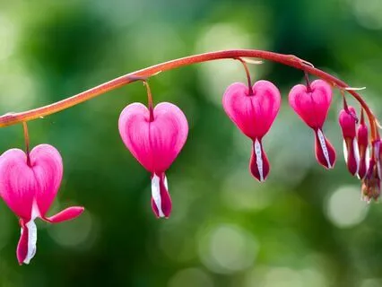 Cultivating Compassion And Lovingkindness Towards Fear