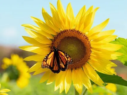 Cultivating Connection And Gratitude With Nature