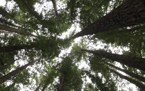 Cultivating Connection - Meditating On Impermanence