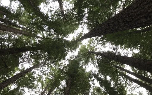 Cultivating Connection - New Album