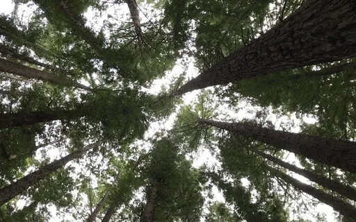 Cultivating Connection - Seed