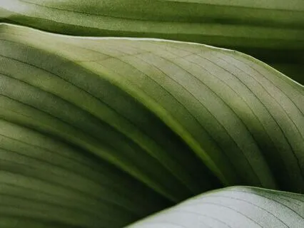 Cultivating Curiosity Through The Breath