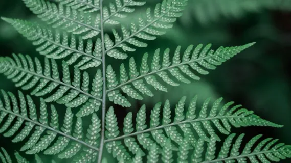 Cultivating Emotional Intelligence  - 5 Minute Daily Insight