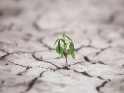 Cultivating Emotional Resilience And Balance