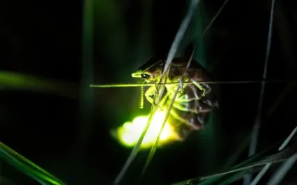 Cultivating Energetic Presence