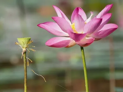 Cultivating Equanimity