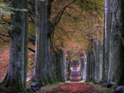 Cultivating Equanimity