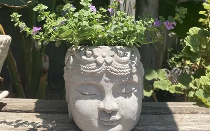 Cultivating Equanimity