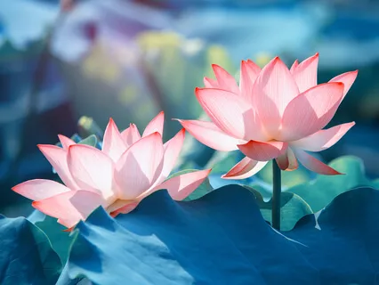 Cultivating Genuine, Deep And Vast Compassion: Part One