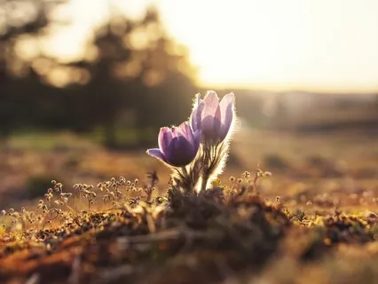 Cultivating Grateful Reflections During This Time Of Social Isolation