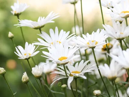 Cultivating Gratitude