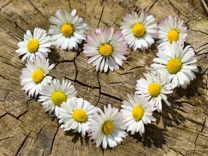 Cultivating Gratitude For Your Partner- Guided Meditation