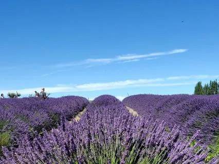 Cultivating Happiness And Joy