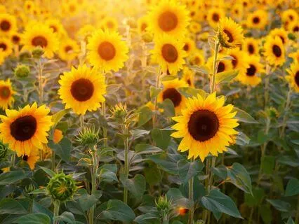 Cultivating Inner Joy And Confidence