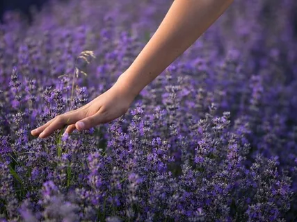 Cultivating Inner Peace