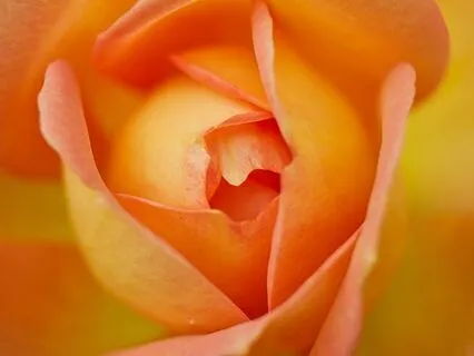 Cultivating Inner Peace And Abundance