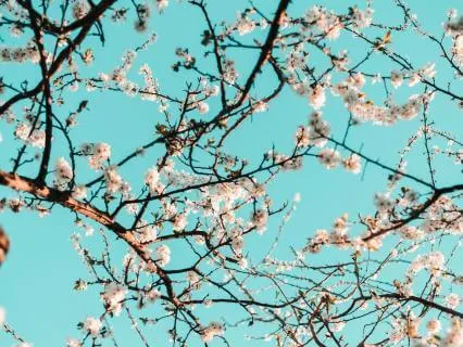 Cultivating Inner Peace Before The Bloom