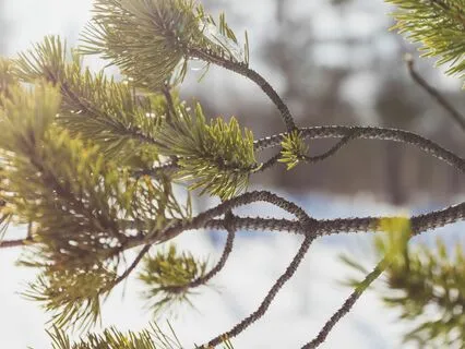 Cultivating Inner Peace Meditation