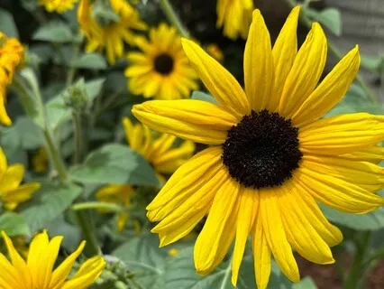 Cultivating Joy: Daily Gratitude Reflection