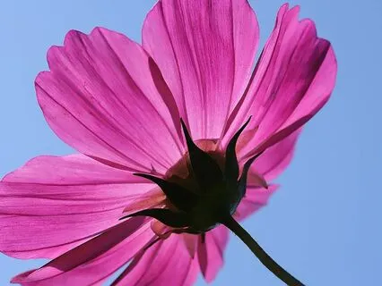 Cultivating Joy Stargate Meditation