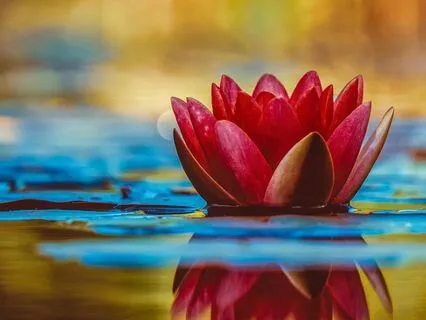 Cultivating Joyful Effort