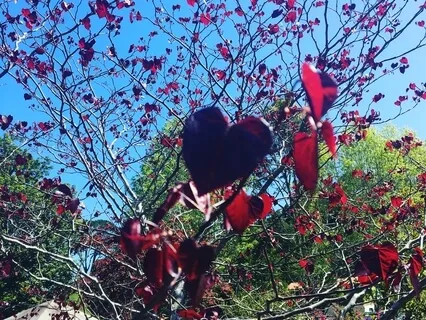 Cultivating Loving Kindness 