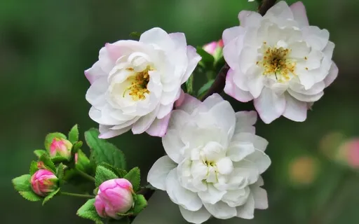 Cultivating Loving Kindness