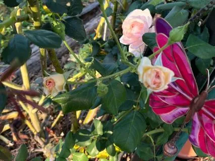 Cultivating Loving-Kindness Meditation With Gabrielle