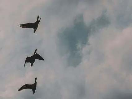 Cultivating Loving-Kindness Meditation