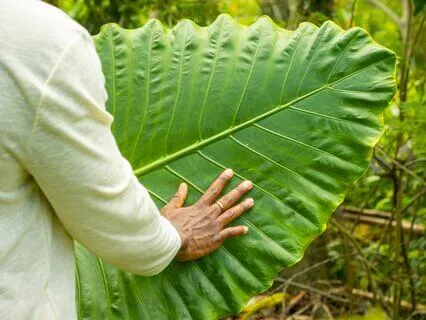 Cultivating Your Mental Garden - Day 3