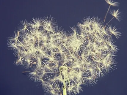 Cultivating More Gratitude