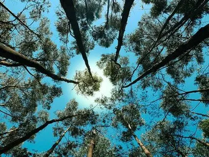 Cultivating More Optimism Through Healing Past Trauma