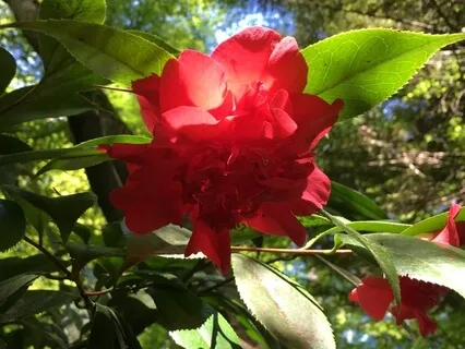 Cultivating Our Inner Smile & Well-Being