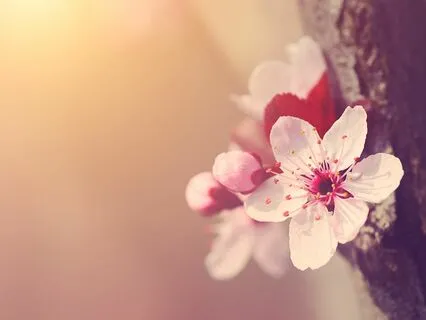 Cultivating Peace amidst Stress with Mindfulness