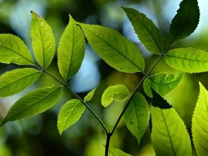 Cultivating Presence