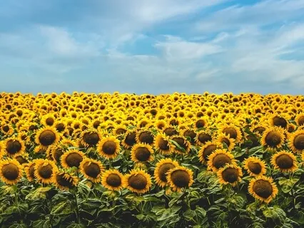 Cultivating Radical Acceptance Of Difficult Feelings